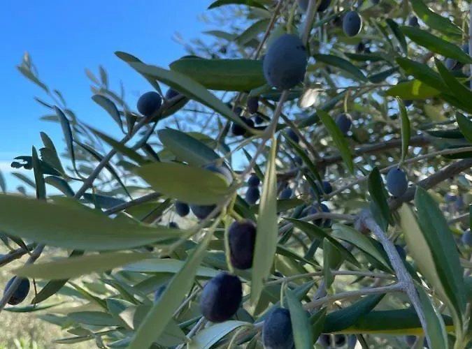 Apartament Piccola Navetta *